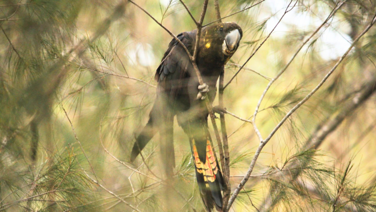 glossy black cockatoo sitting in a tree