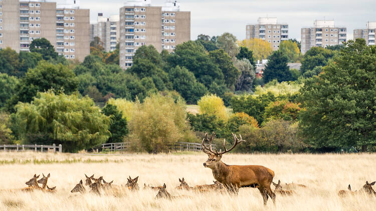 Herd of deer in Richmond Park, London