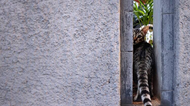 A cat walking through a gap in a concrete wall