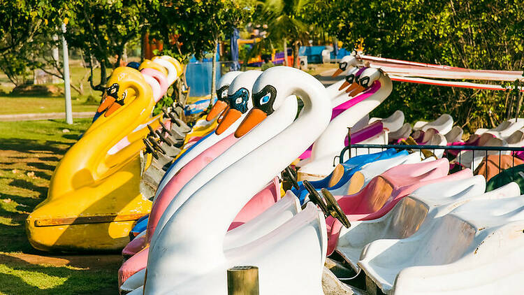 Vários pedalinhos em formato de cisnes 