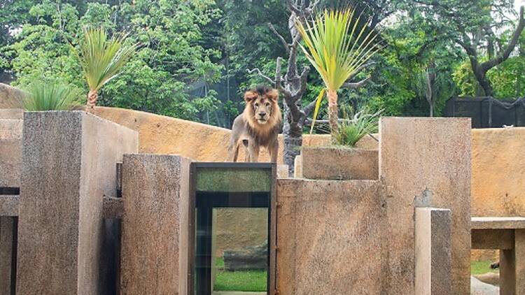 Um leão em cima de blocos de concreto