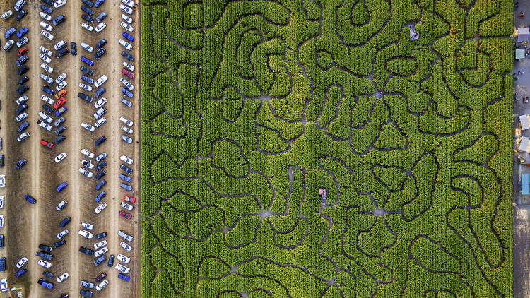 Corn Maze, Petaluma Pumpkin Patch, an aerial view of the maze, hedges and paths, Cars parked,