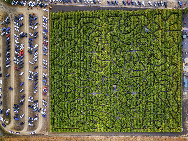 Corn Maze, Petaluma Pumpkin Patch, an aerial view of the maze, hedges and paths, Cars parked,