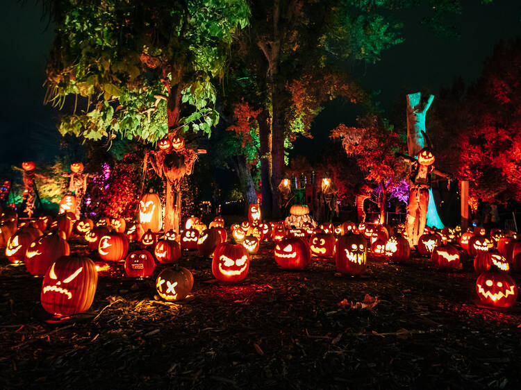 Magic of the Jack O’Lanterns