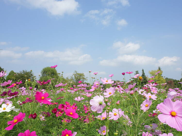 Cosmos Flower Festival Cosmos Flower Festival