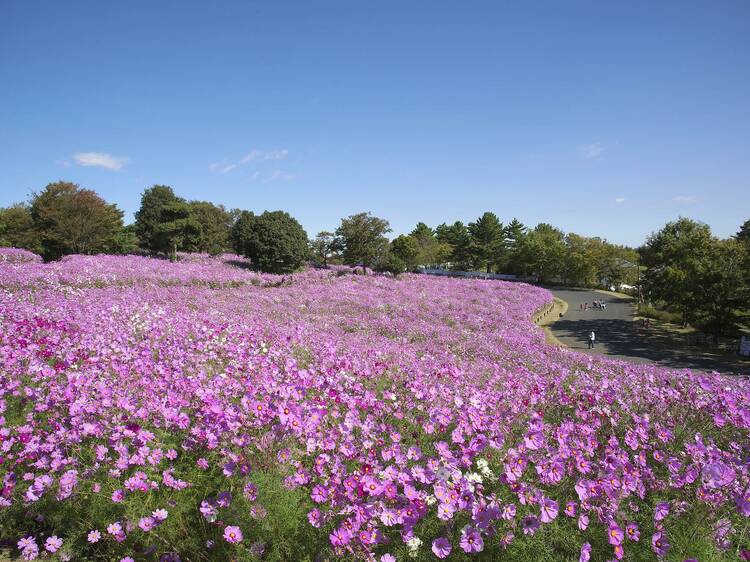 Cosmos Flower Festival