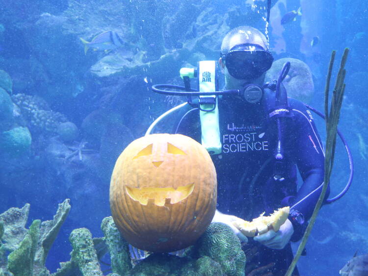 Divers Got Creative During Keys Underwater Pumpkin Carving Competition -  CBS Miami