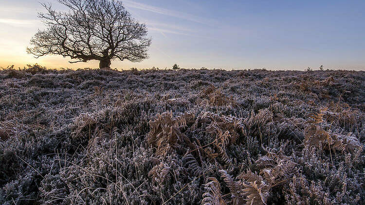 New Forest in winter