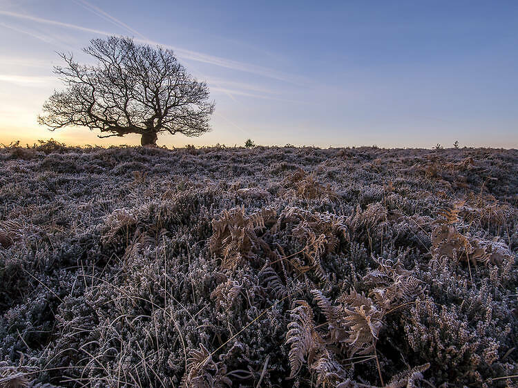 New Forest in winter