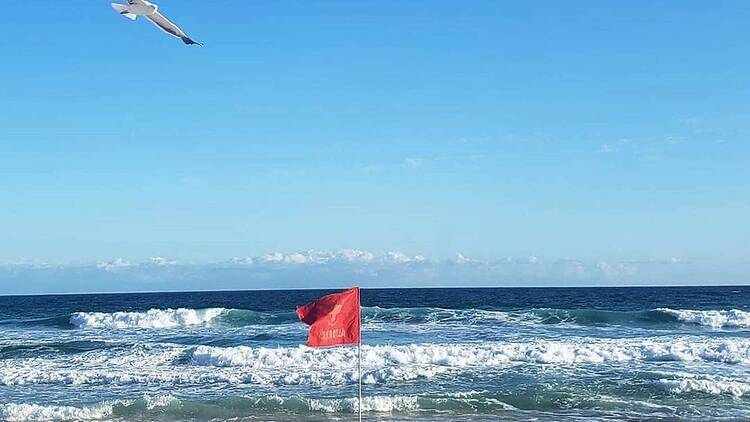 Uma ave branca voa por cima da areia, onde uma bandeira vermelha sinaliza perigo na água do mar