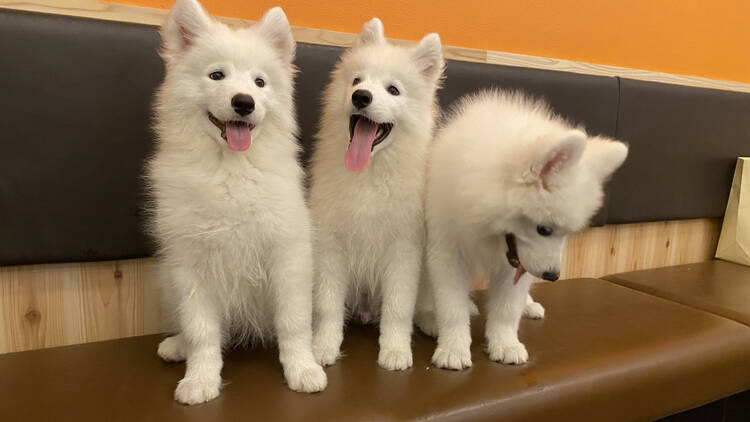 Japanese samoyed hot sale