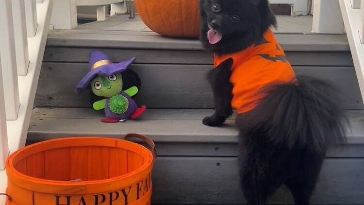 A dog dressed up in a jack-o'-lantern costume.