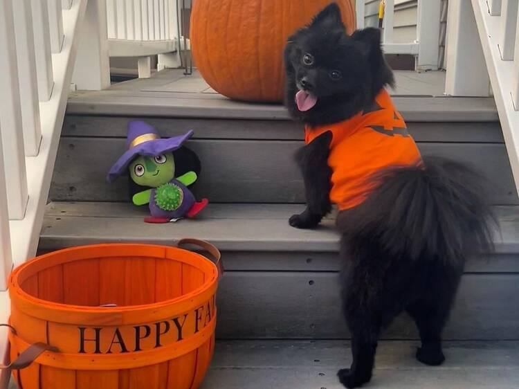 Howl-o-ween Pup Parade & Costume Contest at Van Cortland Park