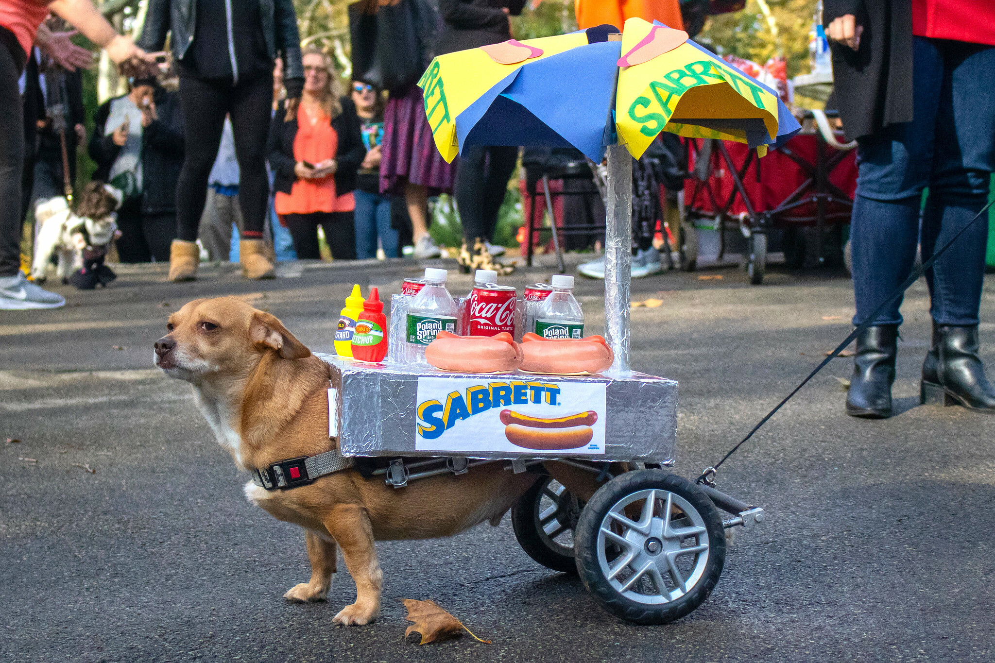 A dog dressed up as an NYC hot dog cart.