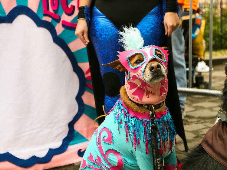Dog Costume Contest