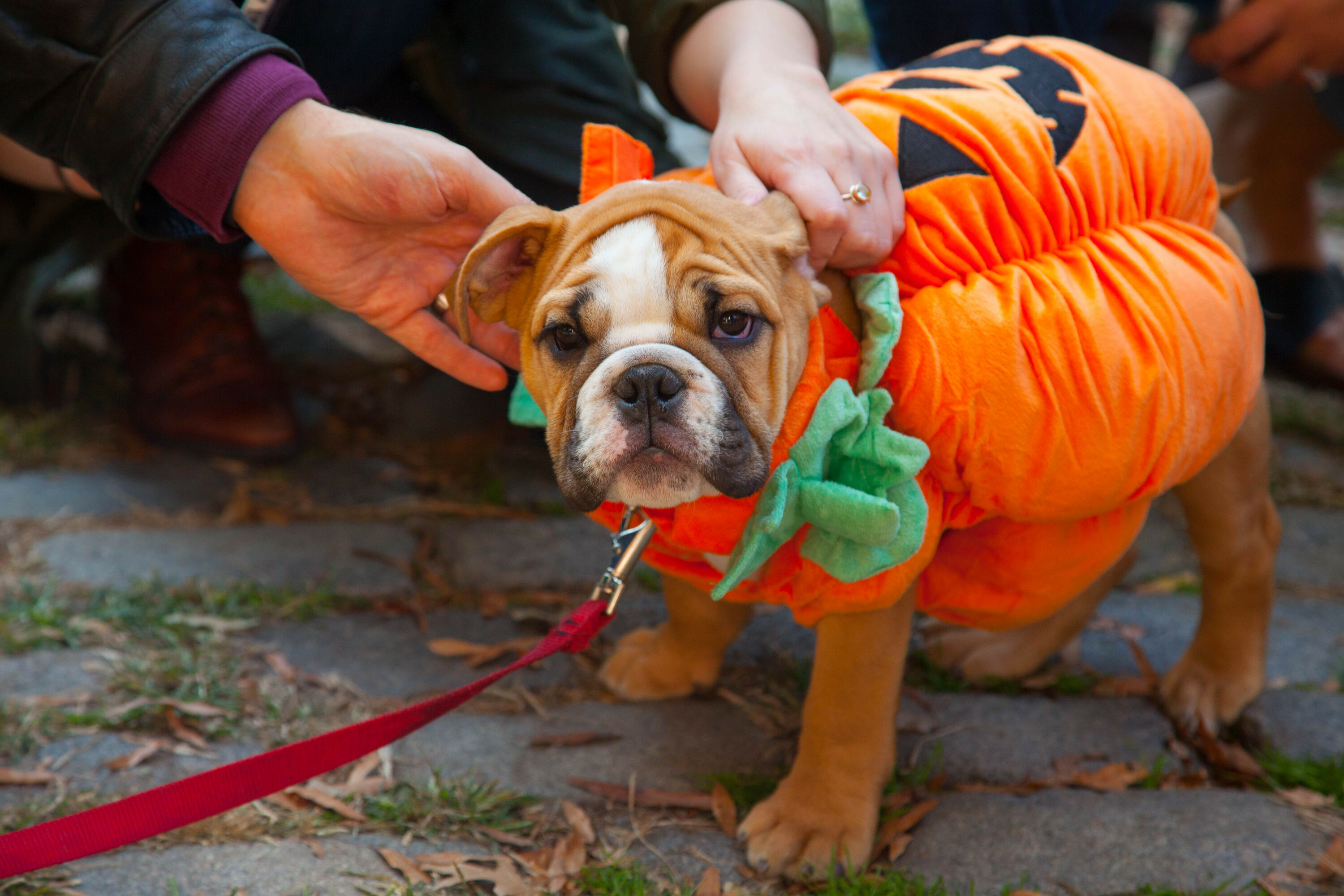 Best Halloween Dog Costume Contests & Parades in NYC for 2023