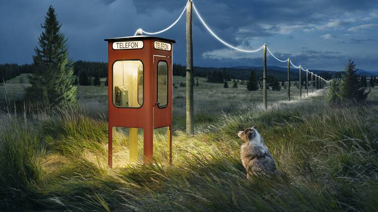 picture of a dog at a telephone box
