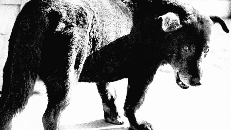 Stray Dog, Misawa, 1971. From A Hunter. © Daido Moriyama/Daido Moriyama Photo Foundation.