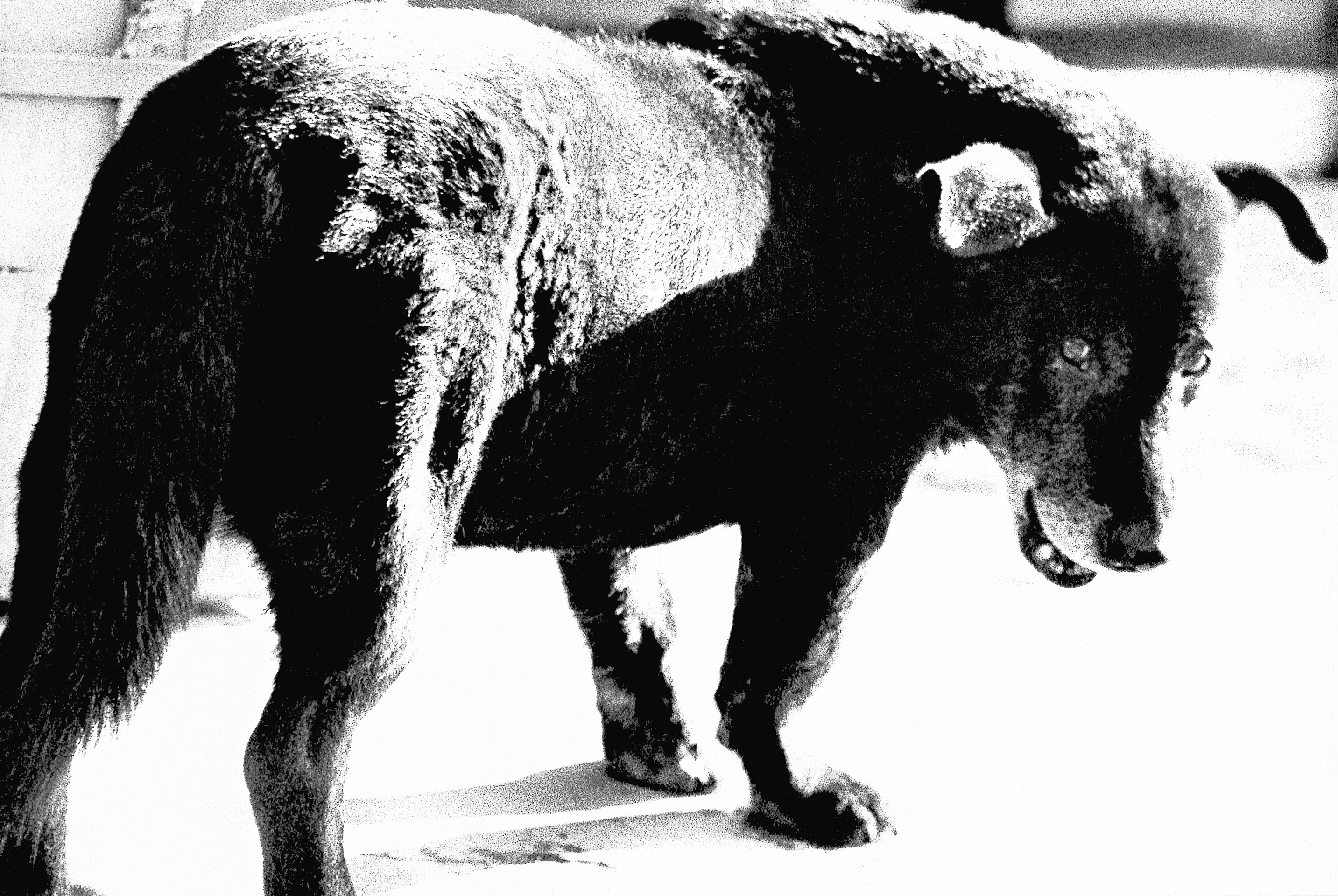 Stray Dog, Misawa, 1971. From A Hunter. © Daido Moriyama/Daido Moriyama Photo Foundation.
