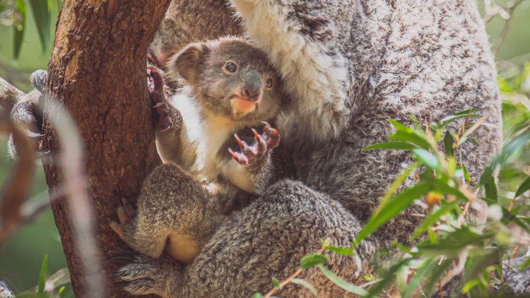 Koalas