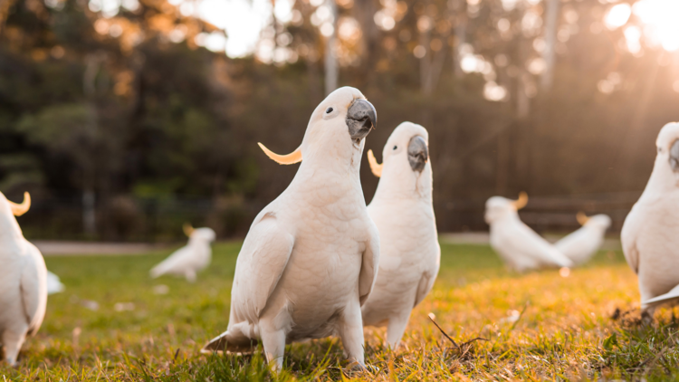 a group of cockatoos standing on the grass