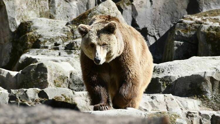 Zoo de Madrid