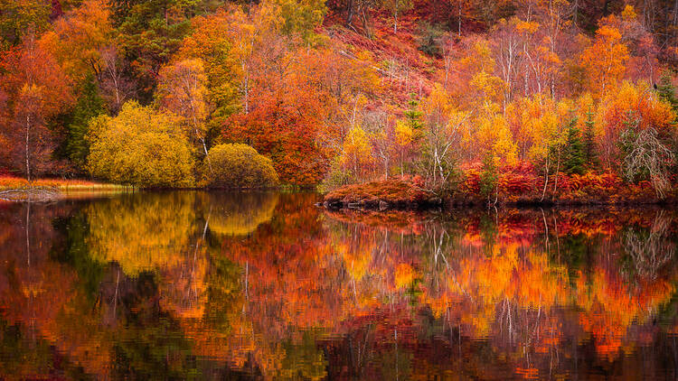 Autumn trees in the Lake District, UK