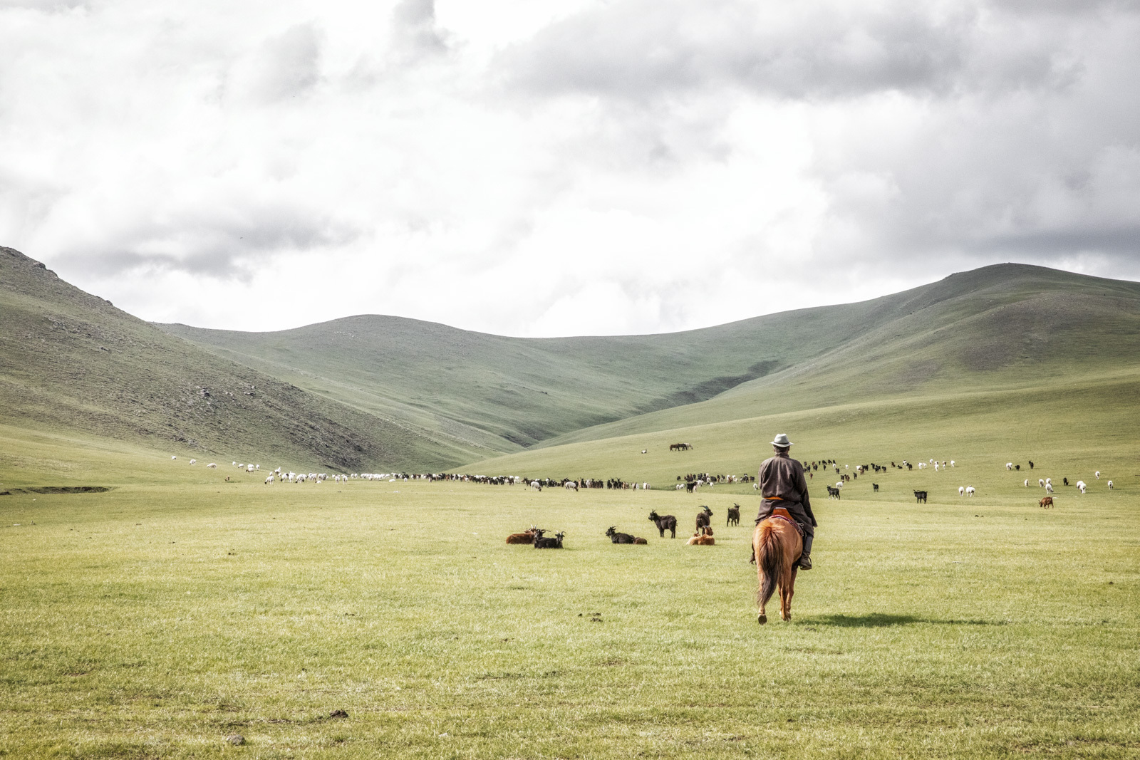 Horses in the Steppe 