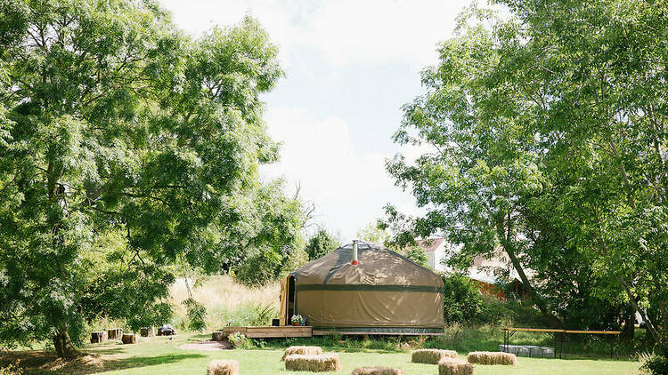 A yurt surrounded by trees 