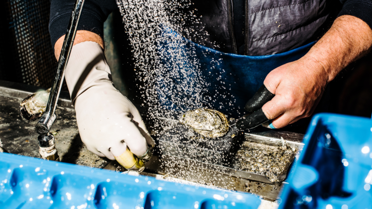 A fishmonger washing an oyster