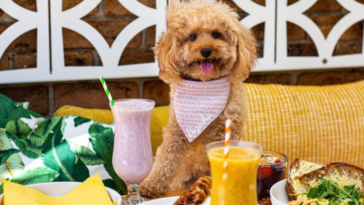 A puppy posing next to two smoothies