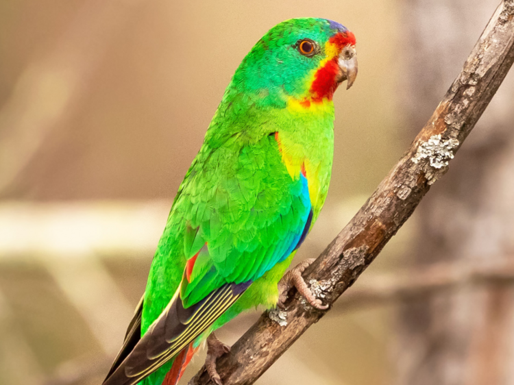 This parrot that was voted Australian Bird of the Year is critically endangered