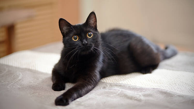 A black cat perches on a bed.