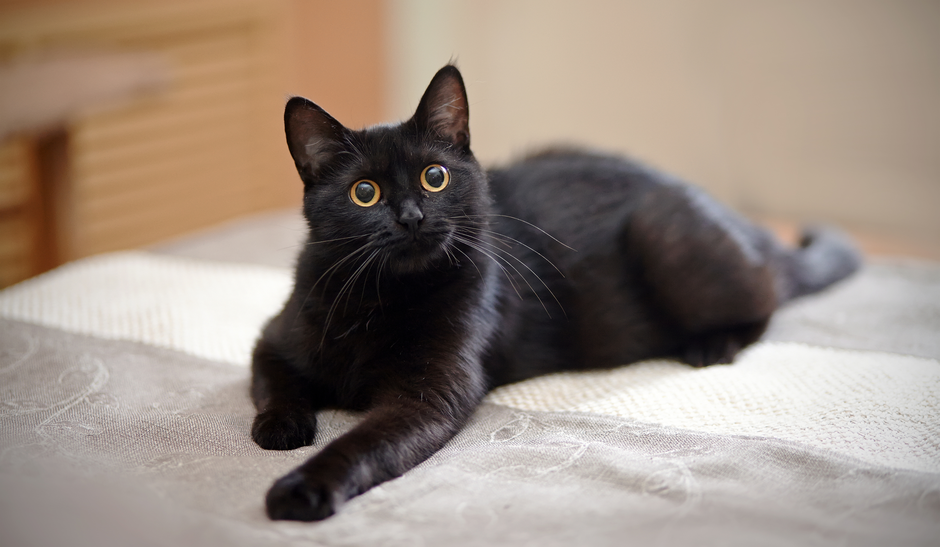 A black cat perches on a bed.