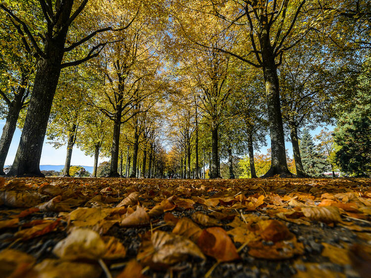 Soak up the autumn colours around Lausanne