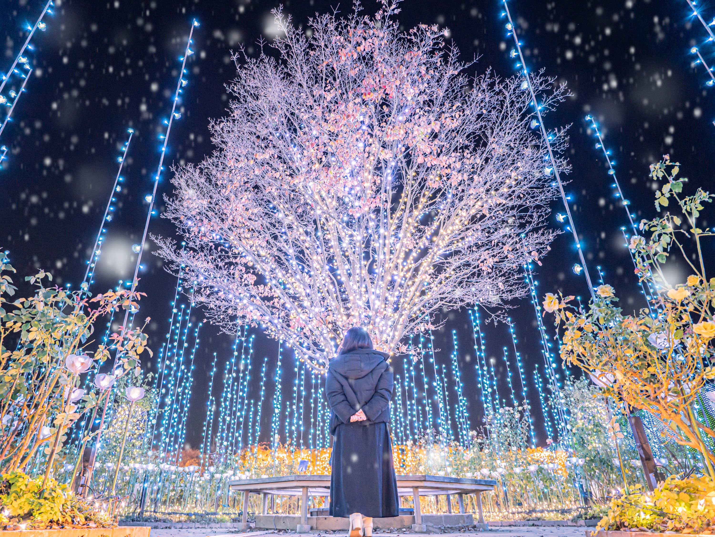 The illuminations at Ashikaga Flower Park are here until February 2024