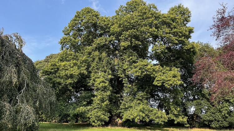 Sweet Chestnut in Acton Park in Wrexham, Tree of the Year