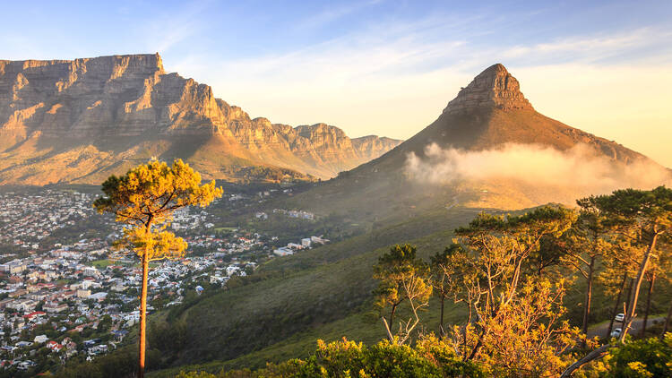 Walking Lion’s Head