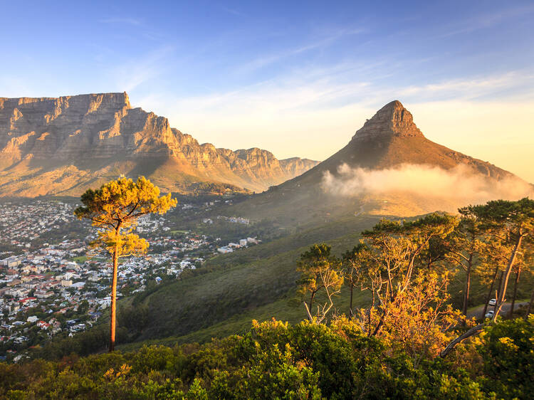 Walking Lion’s Head