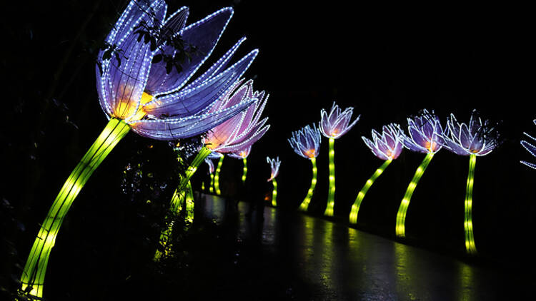 Manchester Lightopia