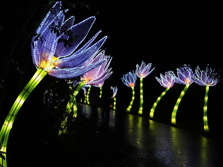 Manchester Lightopia