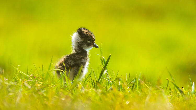 Northern lapwing, bird, chick