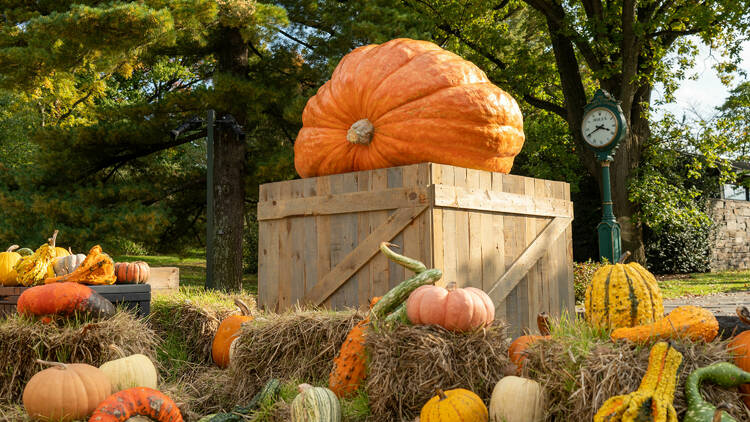 Giant pumpkin at the New York Botanical Garden