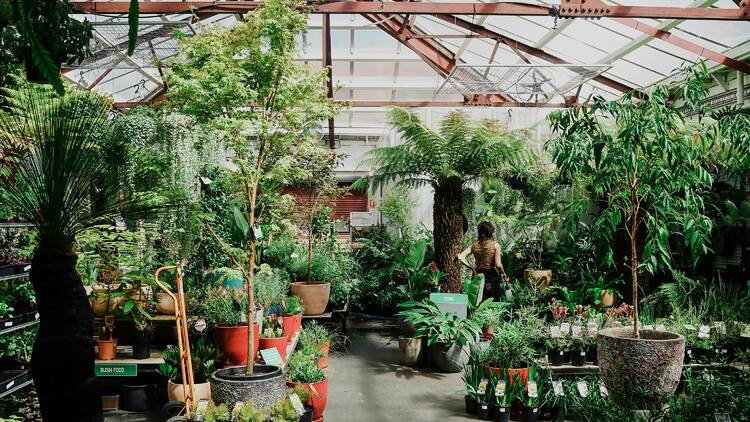 The inside of a nursery filled with plants and greenery.