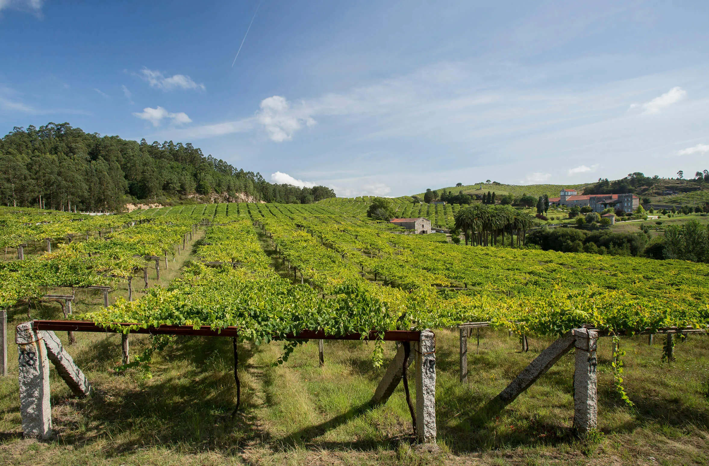 La capital del Albariño se convierte en la primera Ciudad del Vino de España: Cambados