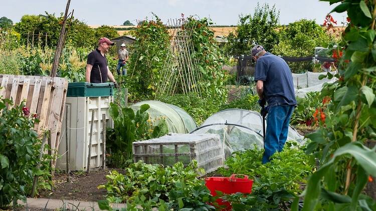 Allotment in the UK