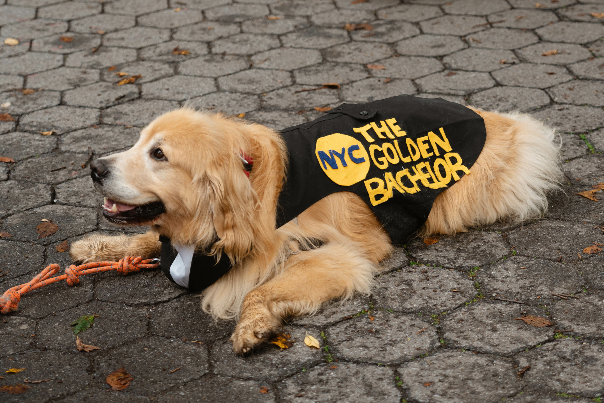 See the full list of winners of the Tompkins Square Halloween Dog Parade 2023