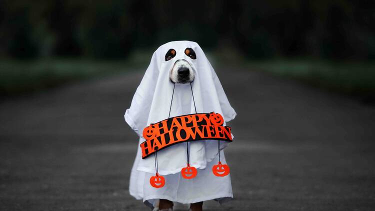 A dog in a ghost costume