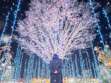 日本三大イルミネーション、あしかがフラワーパークの「光の花の庭」が見逃せない 日本三大イルミネーション、あしかがフラワーパークの「光の花の庭」が見逃せない