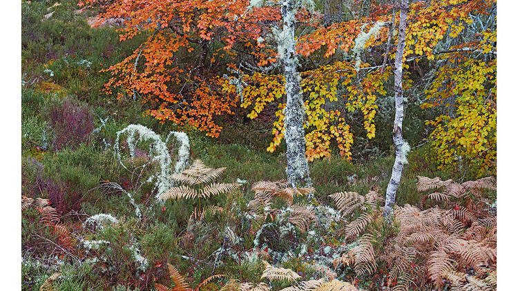 Autumn Symphony by Stephen King